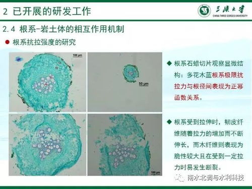 丁瑜教授 邊坡生態防護研究進展與技術應用