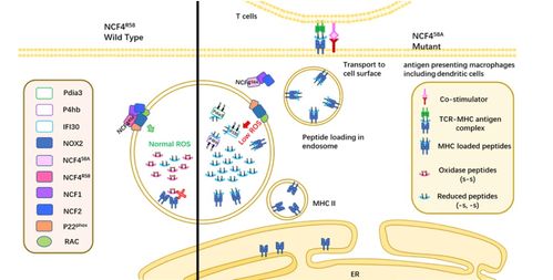 西安交大炎癥生物學團隊在慢性炎癥疾病的氧化應激調控研究中取得新進展